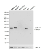 OCT3/4 Antibody in Western Blot (WB)