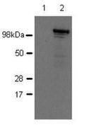 Nod2 Monoclonal Antibody (26mNOD2), eBioscience™