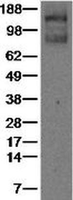 VEGF Receptor 1 (Flt1) Monoclonal Antibody (7A6), eBioscience™