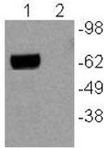 Nur77 Monoclonal Antibody (12.14), eBioscience™