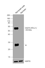 CD274 (PD-L1, B7-H1) Monoclonal Antibody (MIH5), eBioscience™