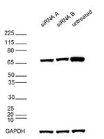 DDX5 Monoclonal Antibody (Ab204), eBioscience™
