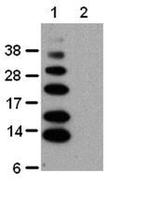 Ub-K63 Monoclonal Antibody (HWA4C4), eBioscience™