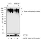 Ubiquitin Monoclonal Antibody (eBioP4D1 (P4D1)), eBioscience™