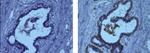 Smooth Muscle Myosin Monoclonal Antibody (SMMS-1), eBioscience™