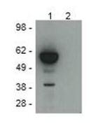 DYKDDDDK Tag Monoclonal Antibody (FG4R), eBioscience™