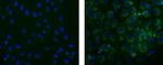 STRO-1 Monoclonal Antibody (STRO-1), eBioscience™