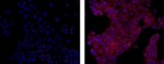 MCL-1 Monoclonal Antibody (Ab22), eBioscience™