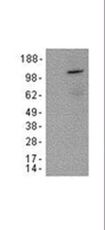V5 Tag Antibody in Western Blot (WB)