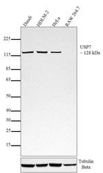 USP7 Antibody in Western Blot (WB)