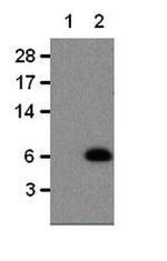 CCL5 (RANTES) Monoclonal Antibody (R6G9), eBioscience™