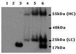 IL-17A Monoclonal Antibody (eBio64CAP17), eBioscience™