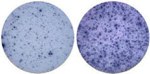 TNF alpha Monoclonal Antibody (1F3F3D4), eBioscience™
