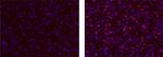 IL-37 Monoclonal Antibody (37D12), eBioscience™