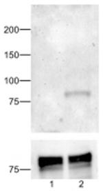 Phospho-STAT1 (Tyr701) Monoclonal Antibody (KIKSI0803), eBioscience™