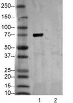 Phospho-BTK/ITK (Tyr551, Tyr511) Antibody in Western Blot (WB)