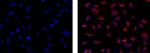 EEA1 Monoclonal Antibody (1G11), eBioscience™