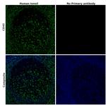 CD45 Monoclonal Antibody (CD45-2B11), eBioscience™
