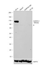 ALDH1L1 Antibody in Western Blot (WB)