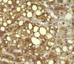 Connexin 32 Monoclonal Antibody (Connexin32 (2A)), eBioscience™