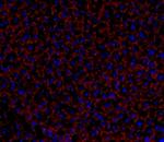 Connexin 32 Antibody in Immunohistochemistry (Frozen) (IHC (F))