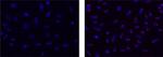 Golgin-97 Monoclonal Antibody (CDF4), eBioscience™