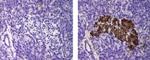 Insulin Monoclonal Antibody (ICBTACLS), eBioscience™