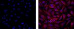 Dynein Monoclonal Antibody (74.1), eBioscience™