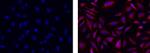 COX4 Antibody in Immunocytochemistry (ICC/IF)