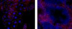 ZO-1 Monoclonal Antibody (R26.4C), eBioscience™
