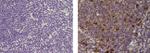 TRAF-1 Monoclonal Antibody (1F3), eBioscience™