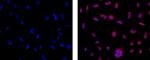 EZH2 Monoclonal Antibody (AC22), eBioscience™