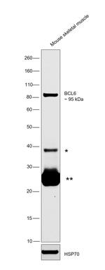BCL6 Antibody in Western Blot (WB)