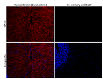 GFAP Antibody in Immunohistochemistry (Paraffin) (IHC (P))