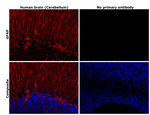 GFAP Antibody in Immunohistochemistry (Paraffin) (IHC (P))