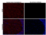 GFAP Antibody in Immunohistochemistry (Paraffin) (IHC (P))