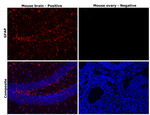 GFAP Antibody in Immunohistochemistry (Paraffin) (IHC (P))