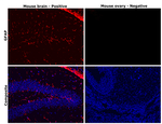 GFAP Antibody in Immunohistochemistry (Paraffin) (IHC (P))