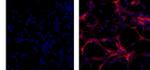 GFAP Monoclonal Antibody (GA5), eBioscience™