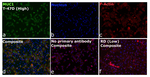 CD227 (Mucin 1) Antibody in Immunocytochemistry (ICC/IF)