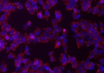 Musashi-1 Antibody in Immunocytochemistry (ICC/IF)