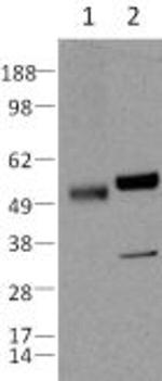 Caspase 8 Monoclonal Antibody (1H10), eBioscience™