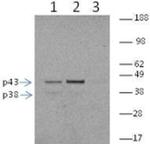 Caspase 11 Monoclonal Antibody (17D9), eBioscience™