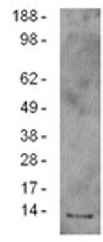 Grim-19 Monoclonal Antibody (1A8), eBioscience™