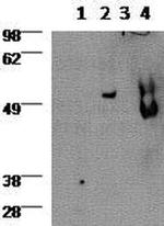 Gata-3 Antibody in Western Blot (WB)