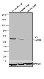 CD279 (PD-1) Monoclonal Antibody (MIH4), eBioscience™