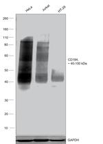 CD184 (CXCR4) Monoclonal Antibody (2B11), eBioscience™
