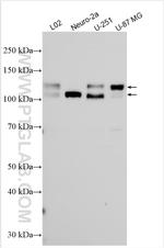 PCDH8 Antibody in Western Blot (WB)
