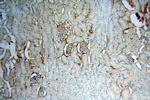 IGSF11 Antibody in Immunohistochemistry (Paraffin) (IHC (P))