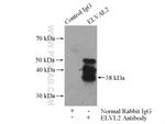 ELAVL2 Antibody in Immunoprecipitation (IP)